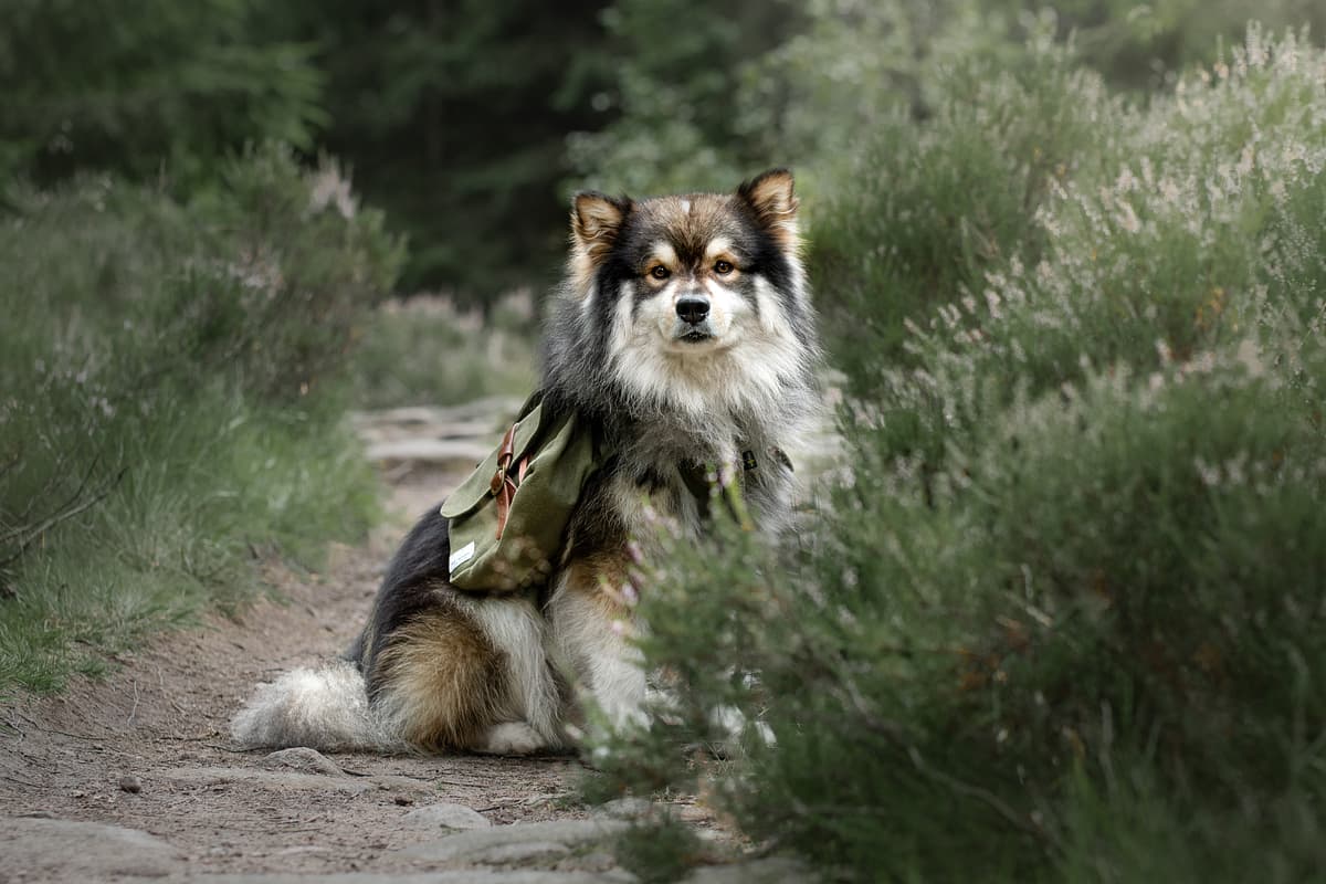 Finse Lappenhond