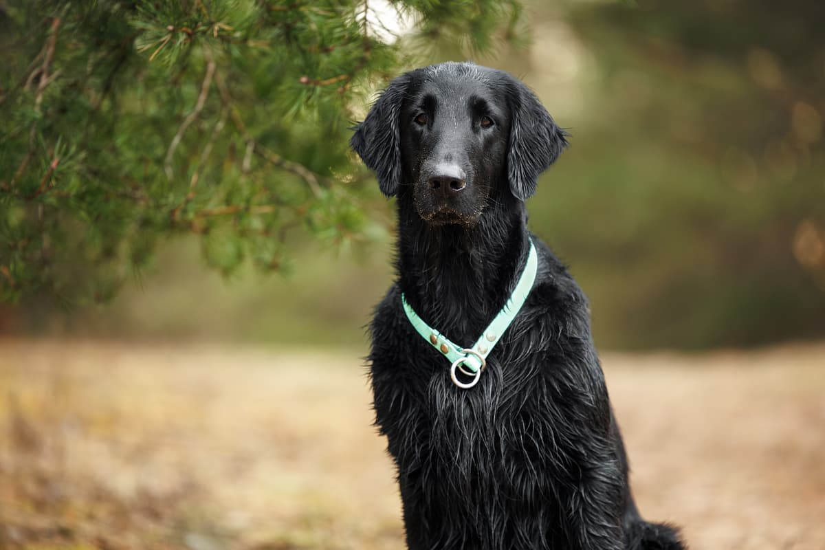 Flat-coated Retriever