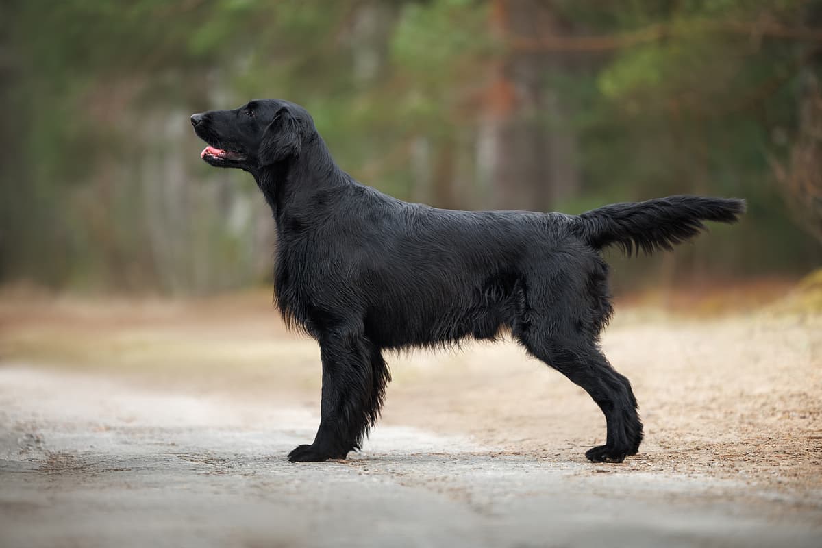 Flat-coated Retriever playing