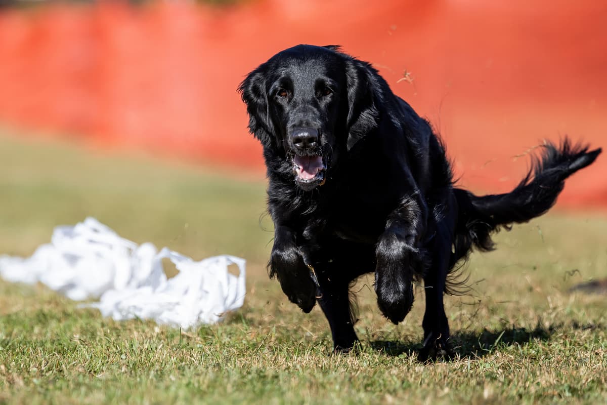 Flat-coated Retriever with family