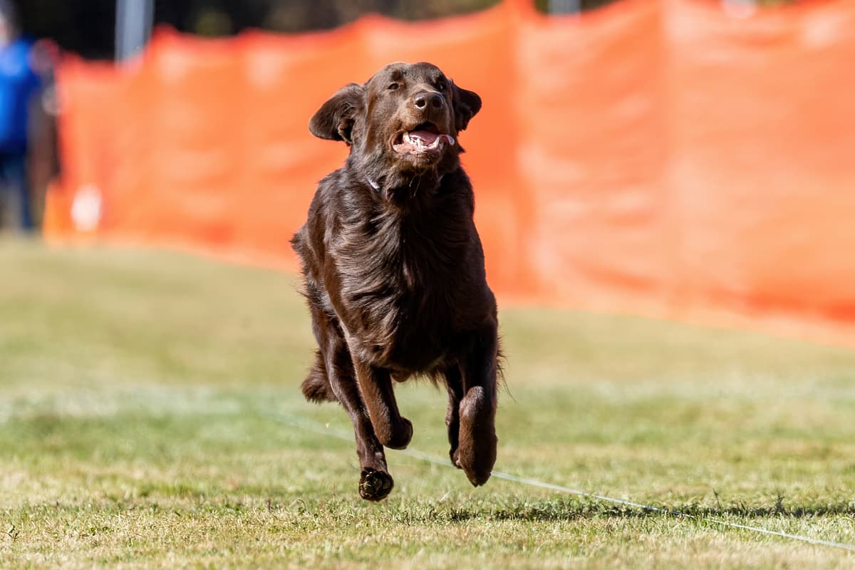 Flat-coated Retriever