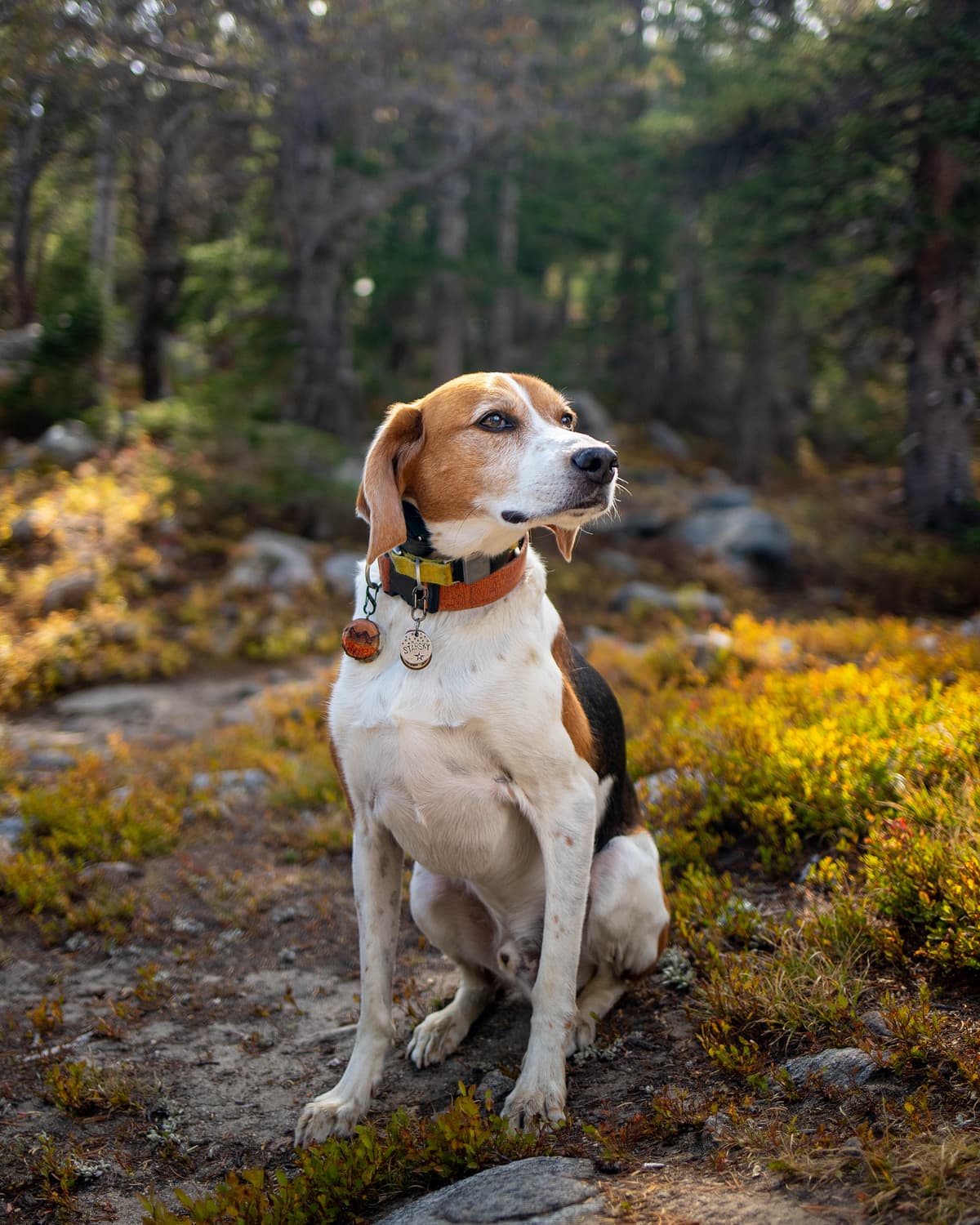 Foxhound