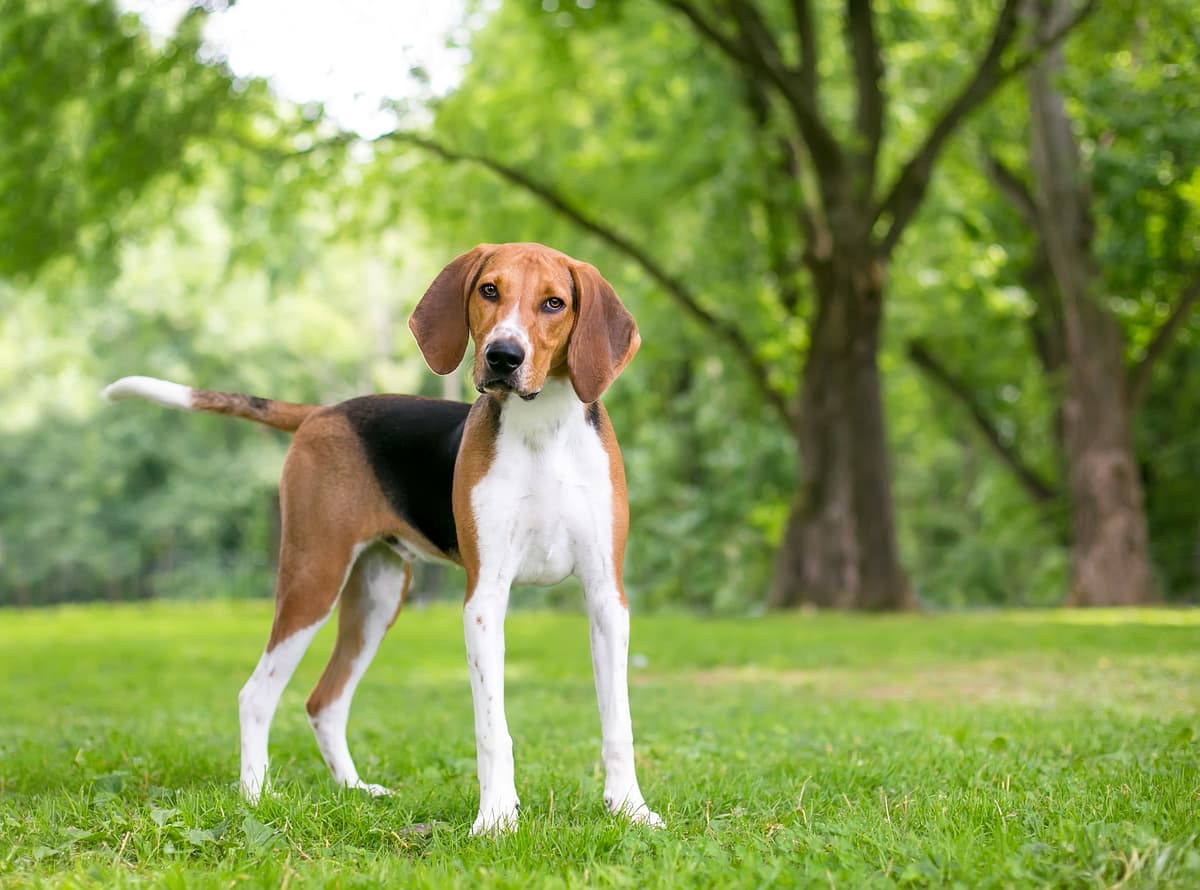 Foxhound playing