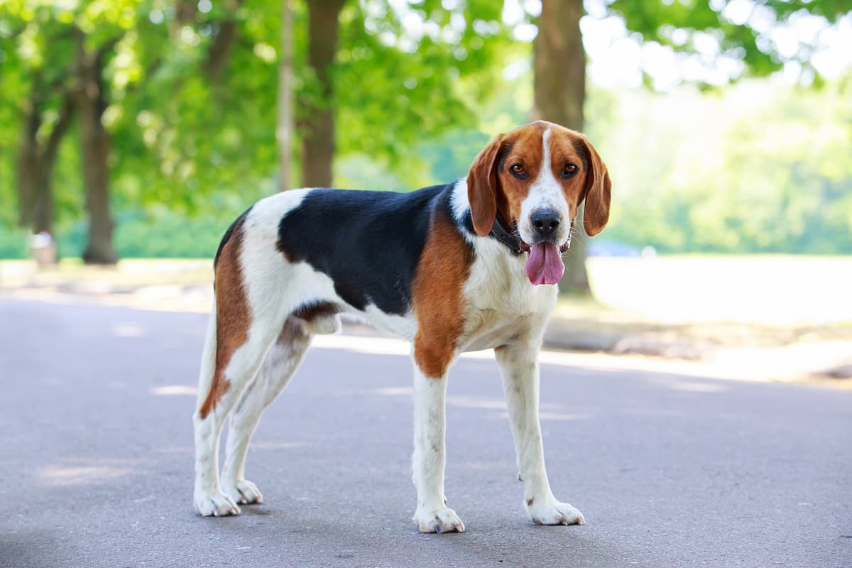 Foxhound with family