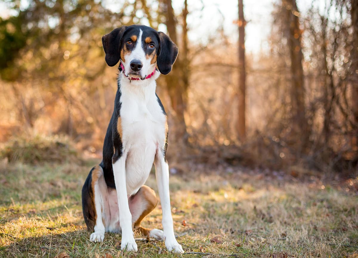 Foxhound