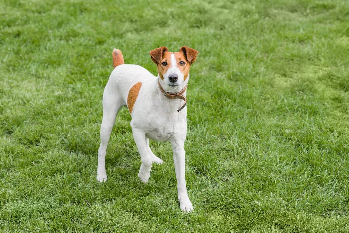 Foxterrier (glad en draadharig)
