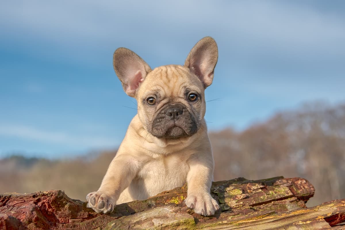 Franse Bulldog