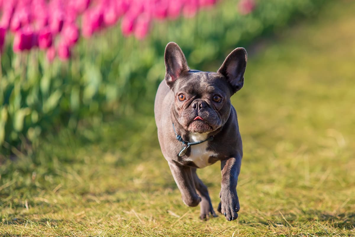Franse Bulldog playing