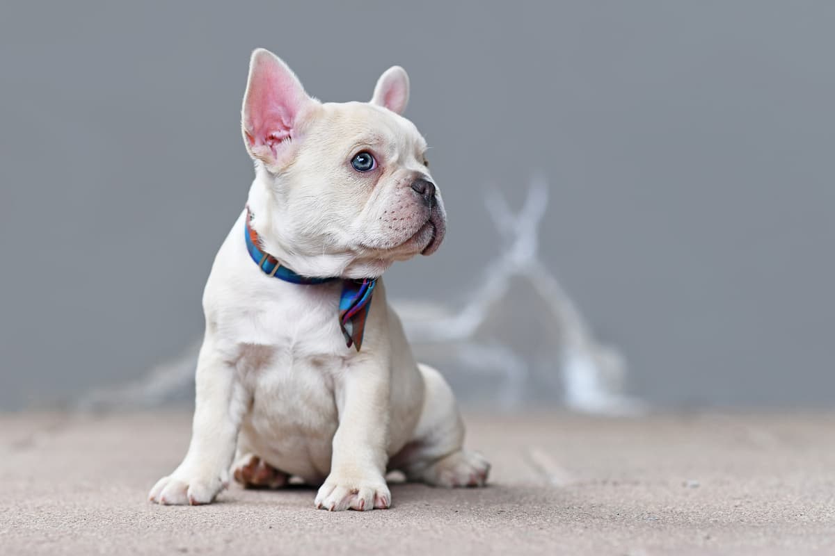 Franse Bulldog with family