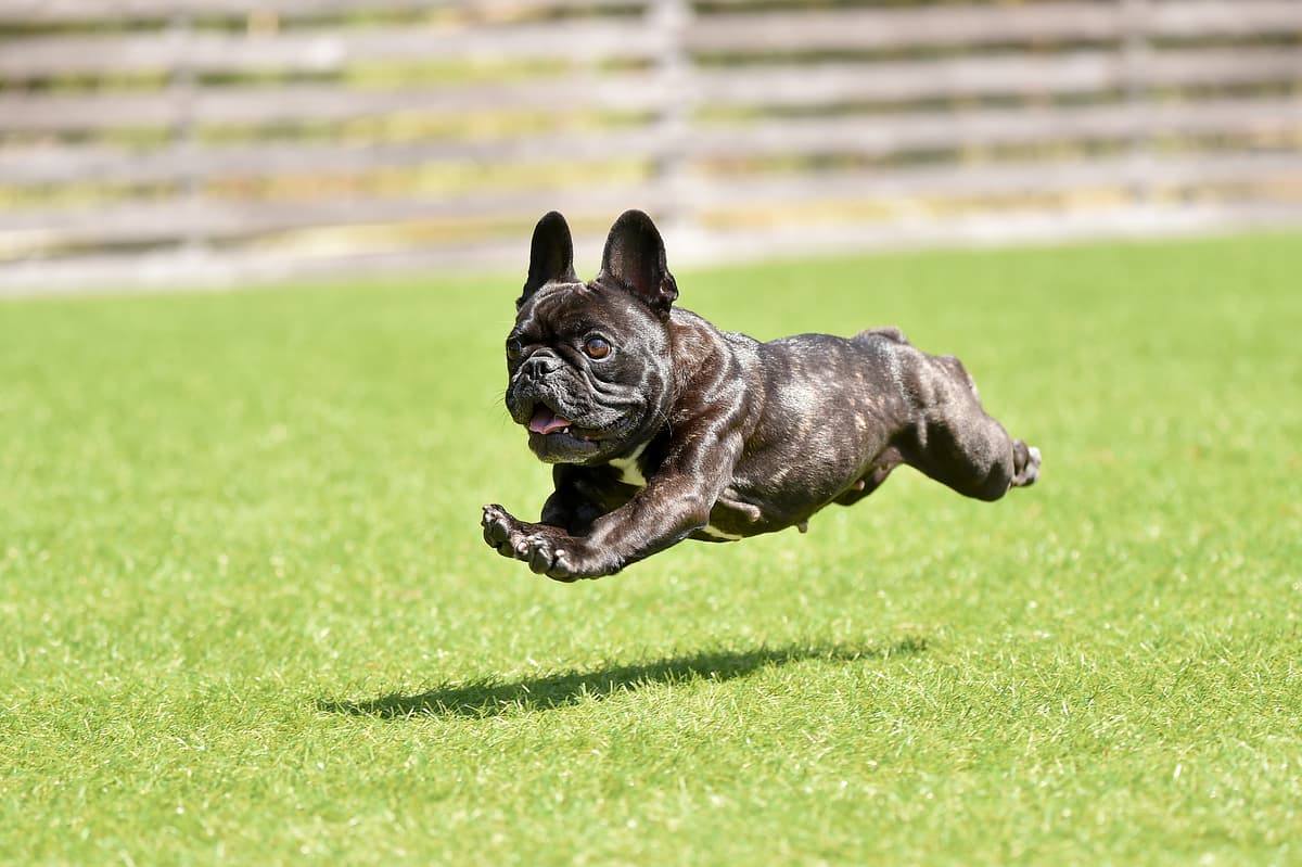 Franse Bulldog