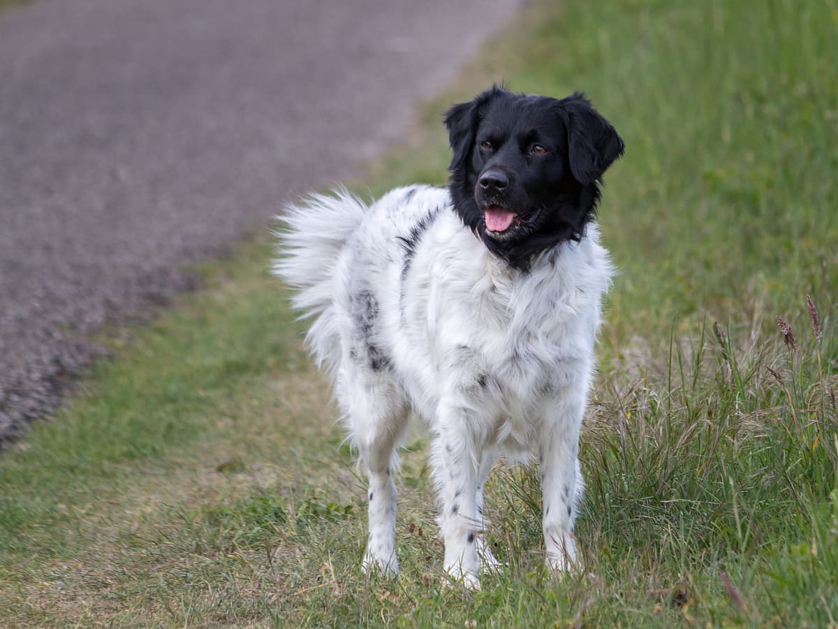 Stabyhoun with family