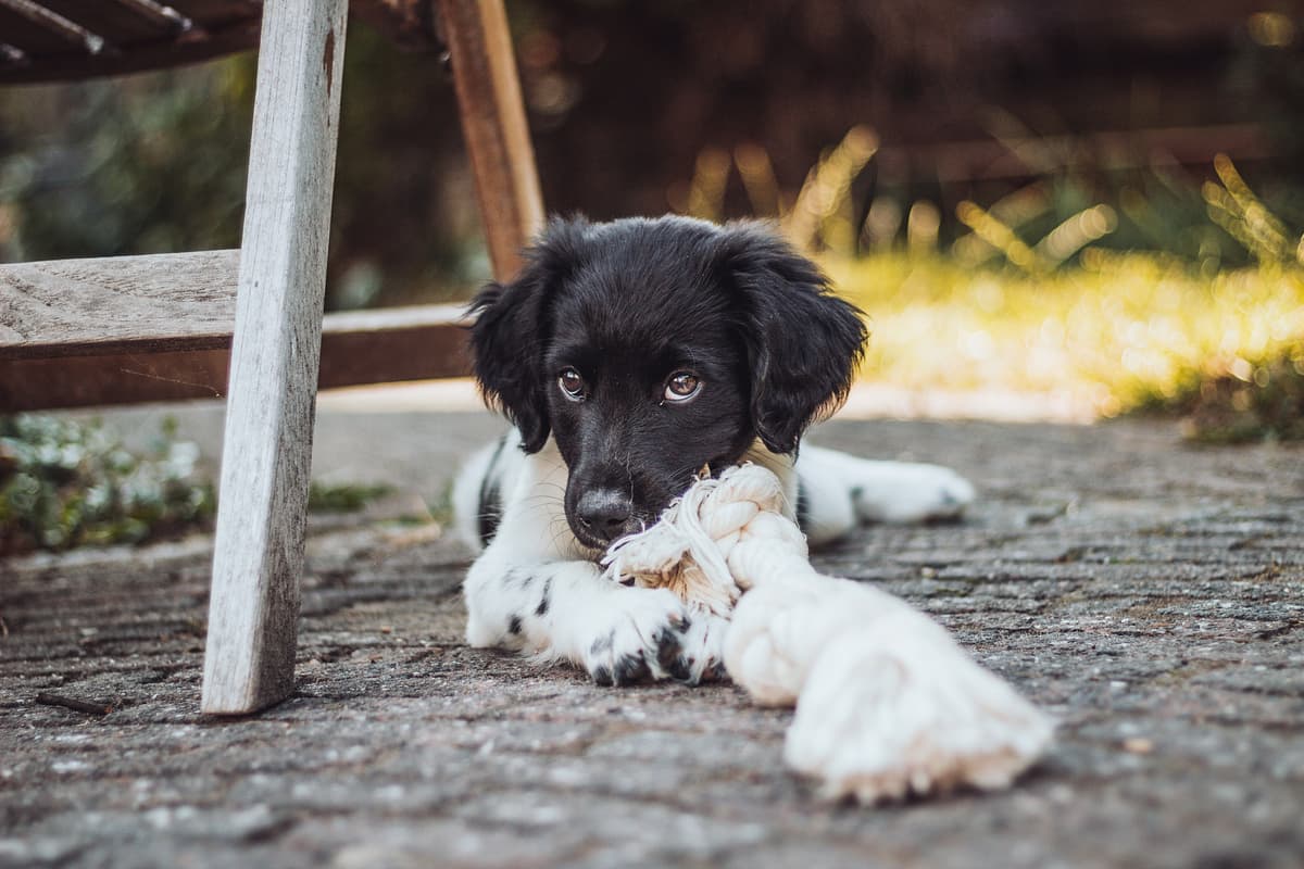 Friese stabij (Stabyhound)
