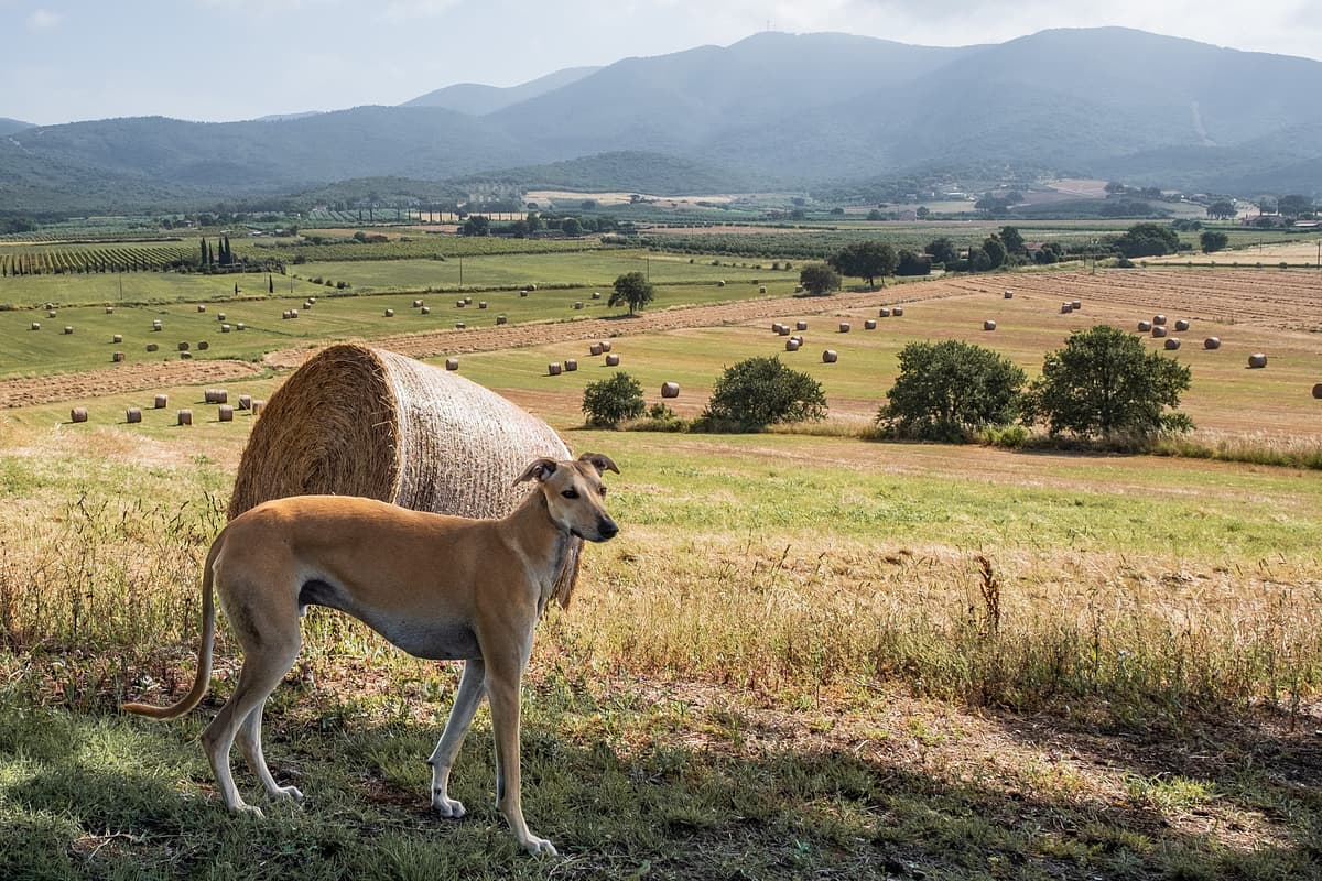 Spanish Greyhound