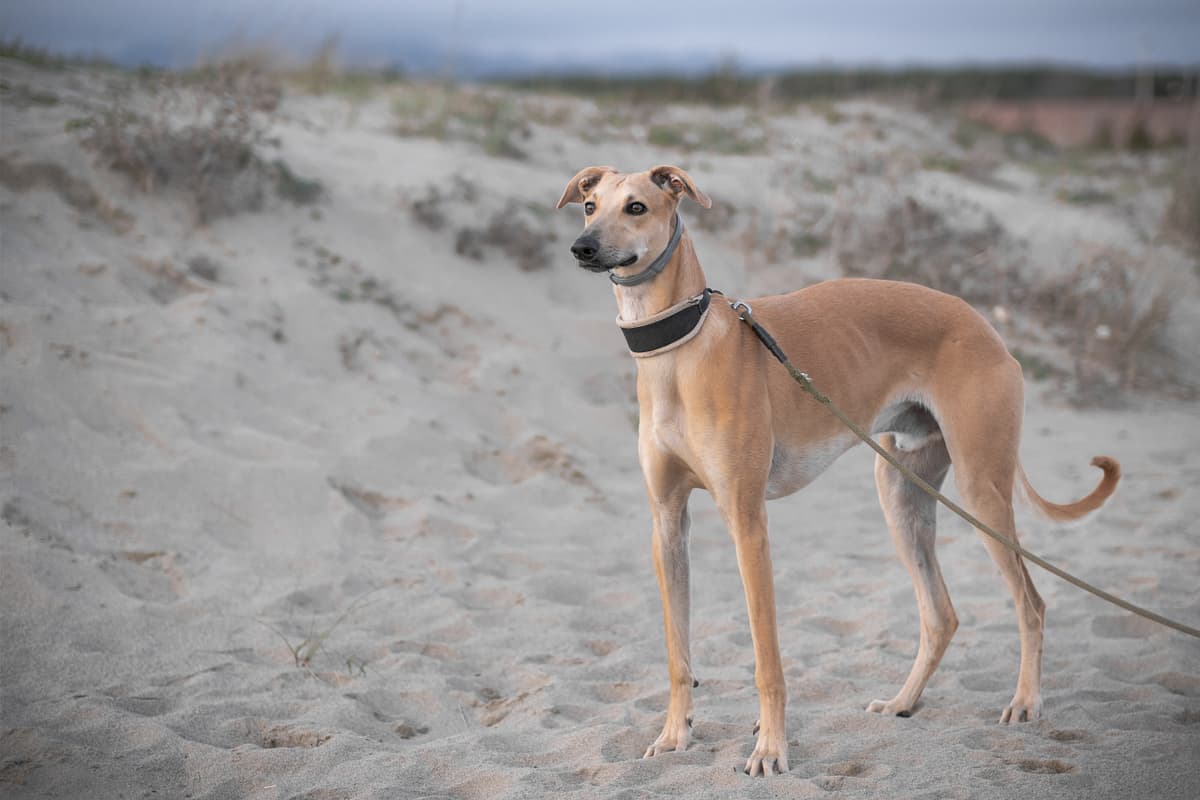 Spanish Greyhound playing