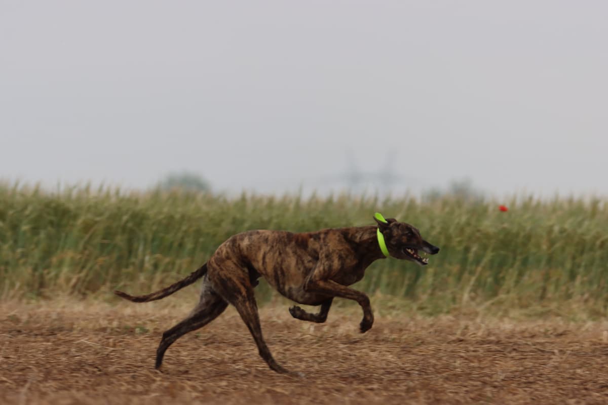 Spanish Greyhound with family