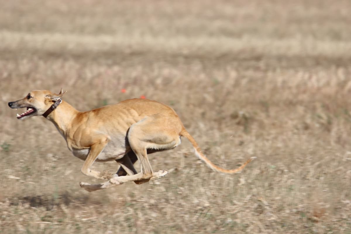 Spanish Greyhound