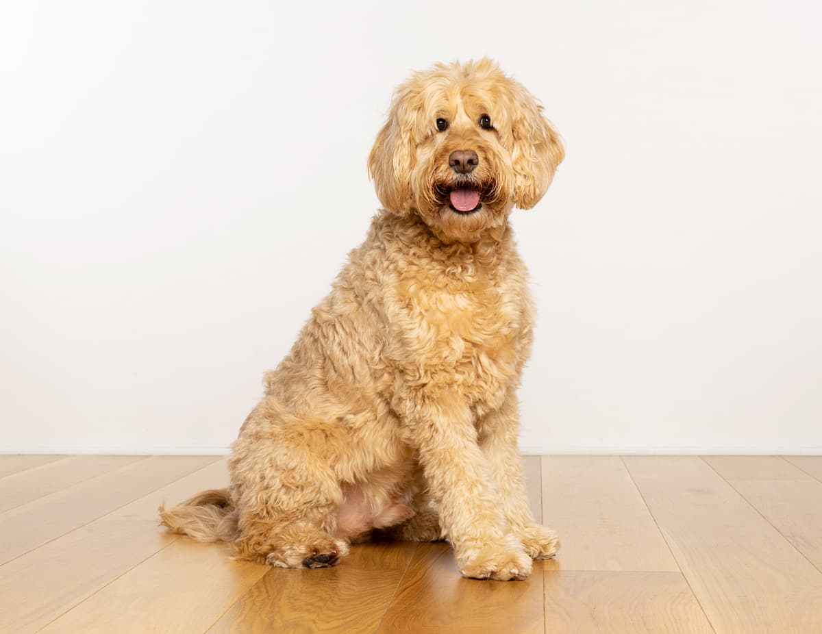 Goldendoodle
