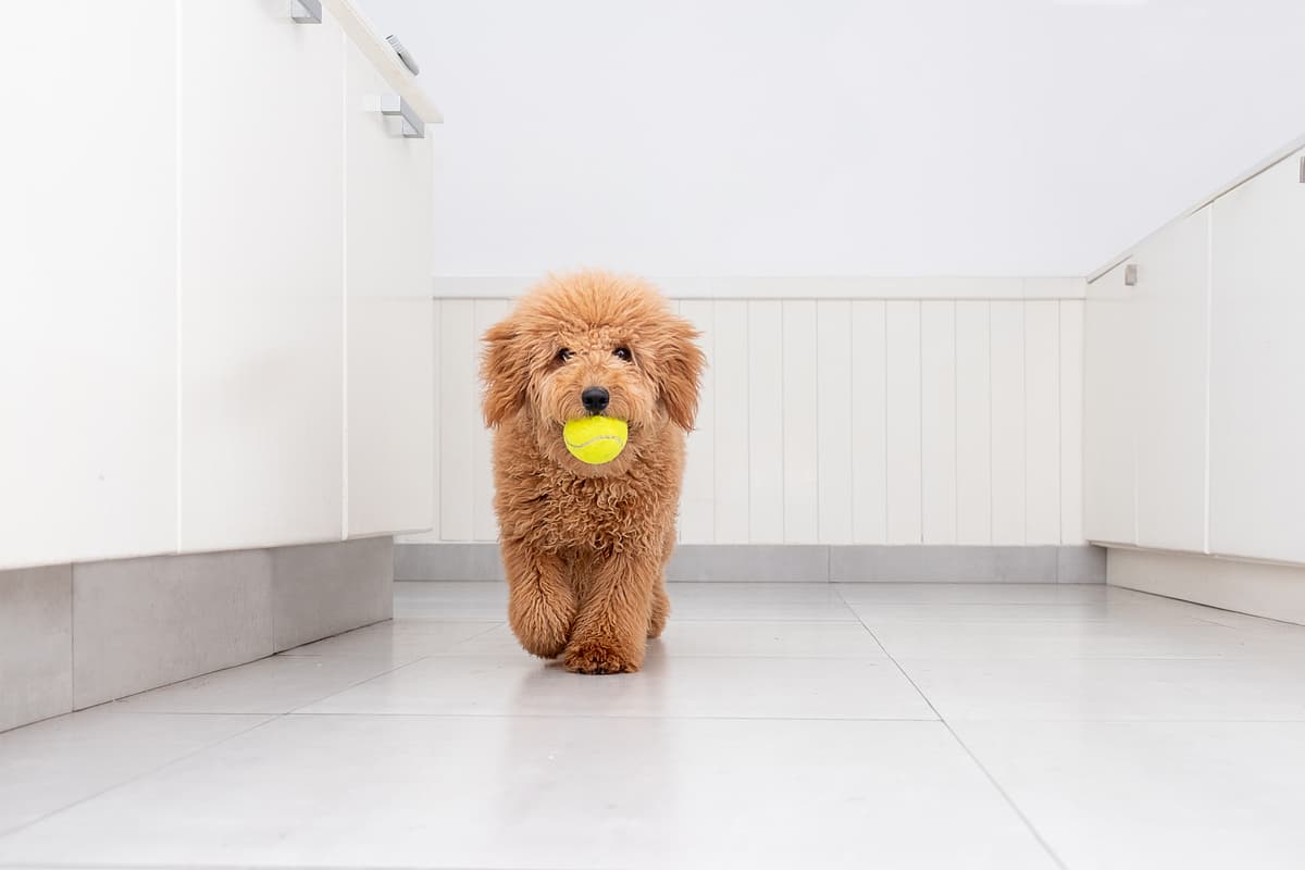 Goldendoodle playing