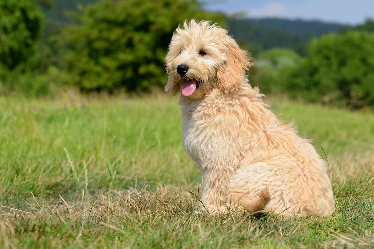 Goldendoodle with family