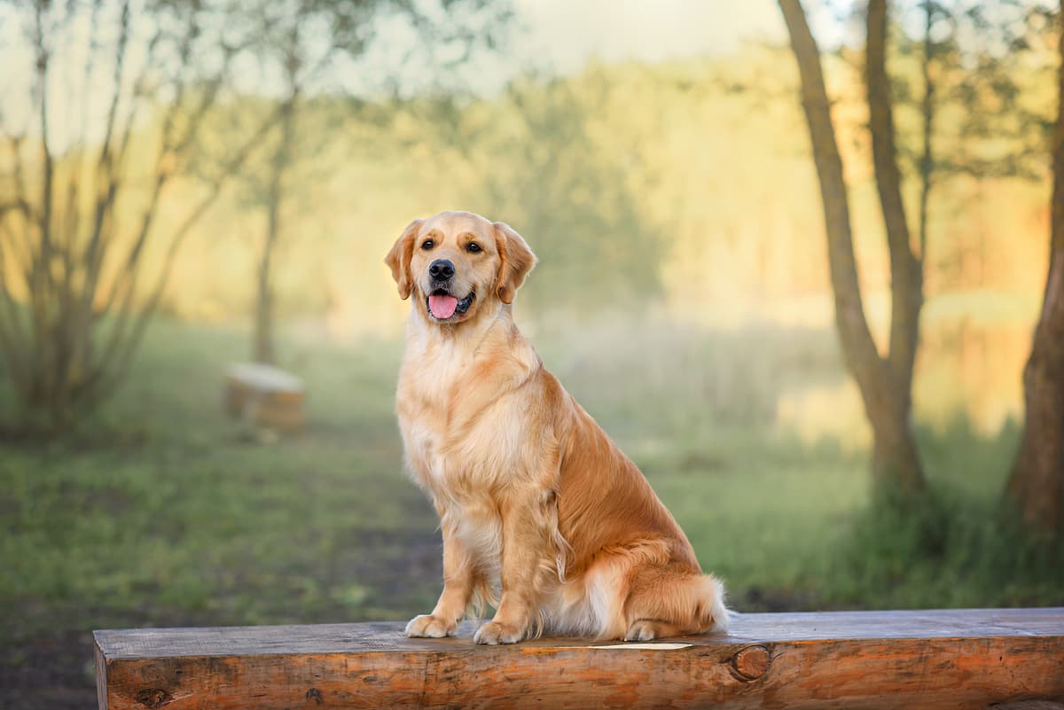 Golden Retriever playing