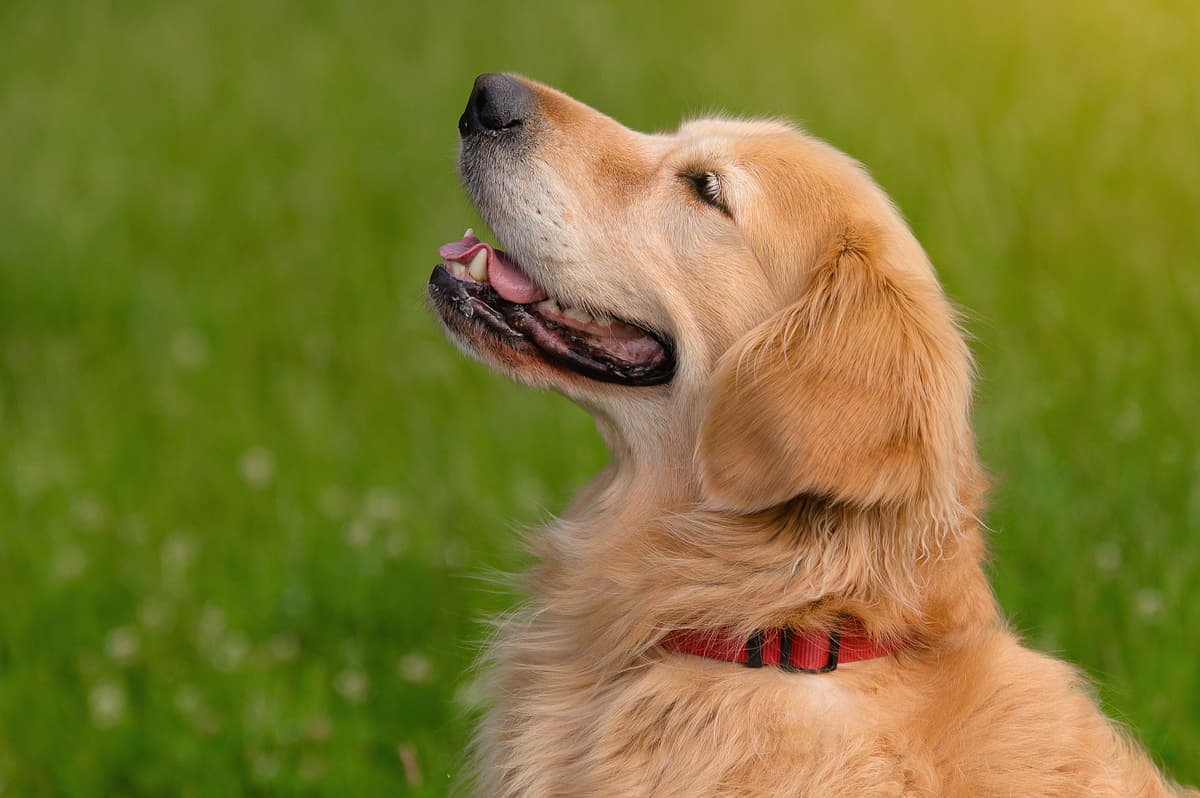 Golden Retriever with family