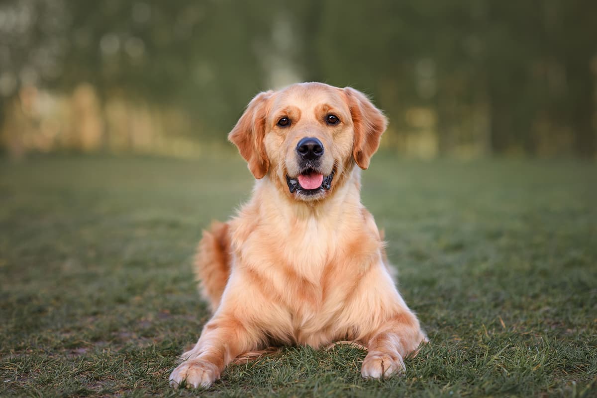 Golden Retriever