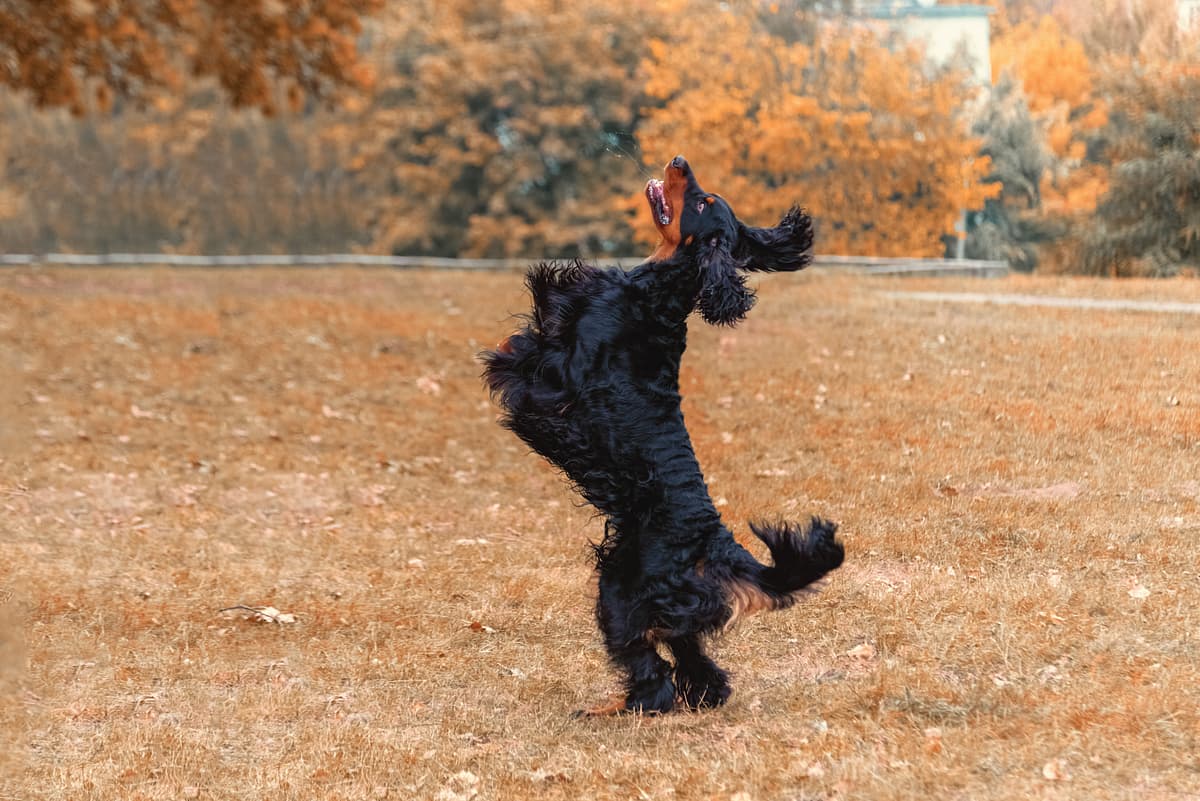 Gordon Setter playing