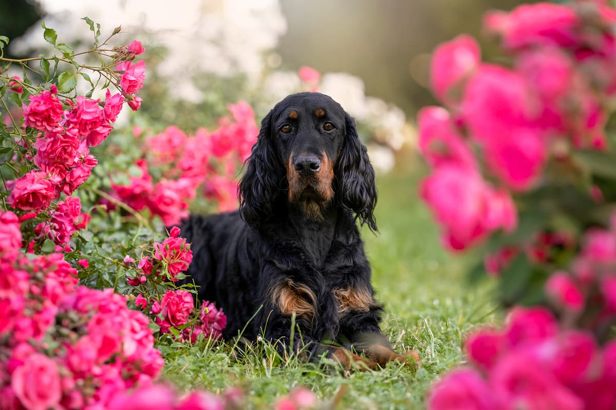 Gordon Setter with family