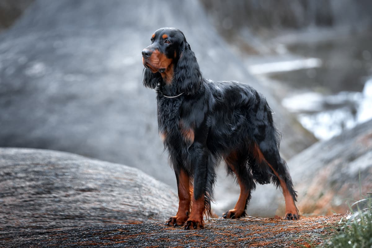 Gordon Setter