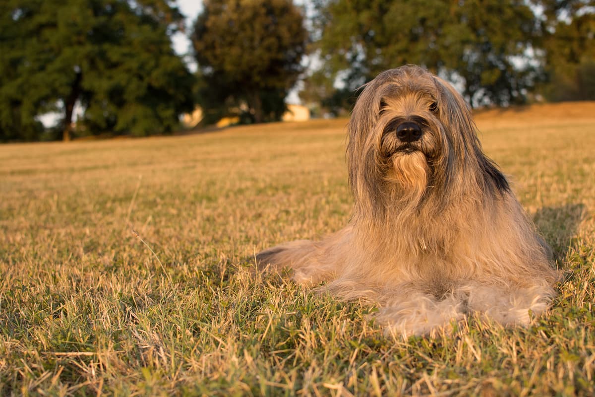 Catalan Sheepdog