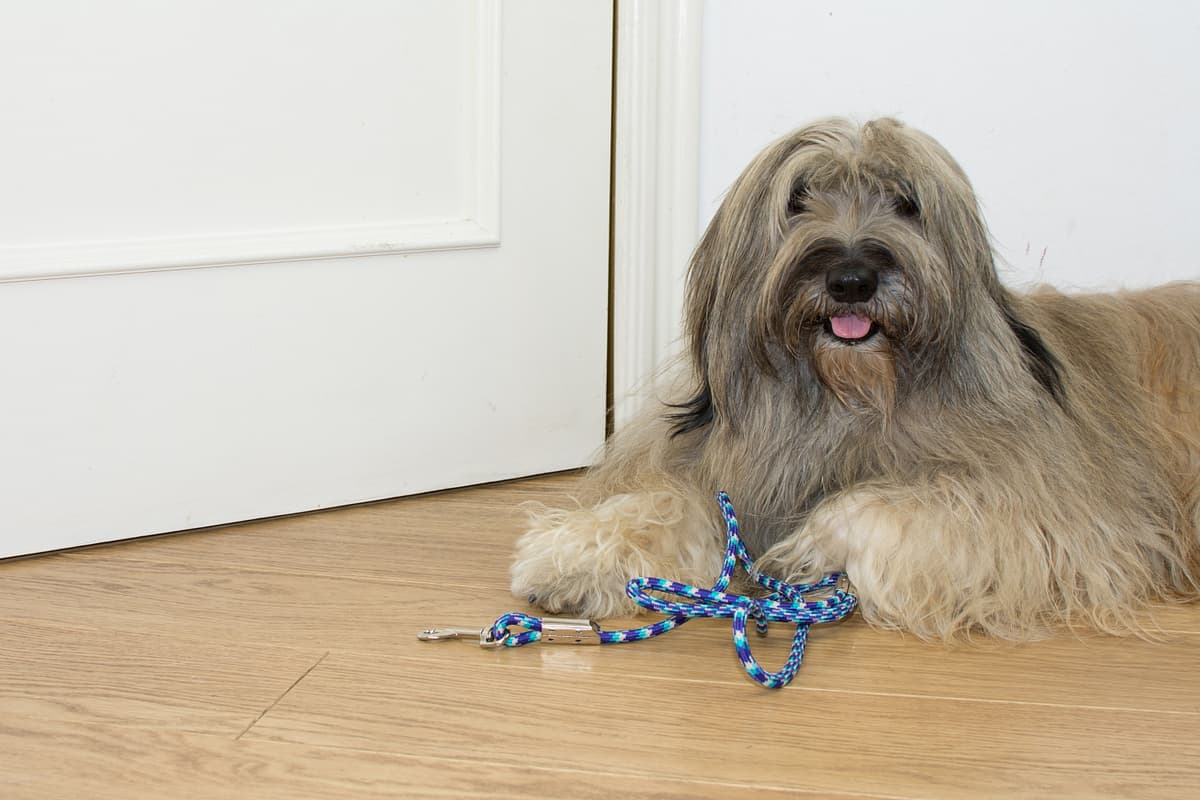 Catalan Sheepdog playing