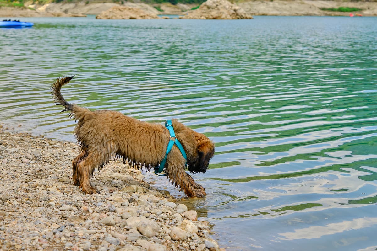 Catalan Sheepdog with family