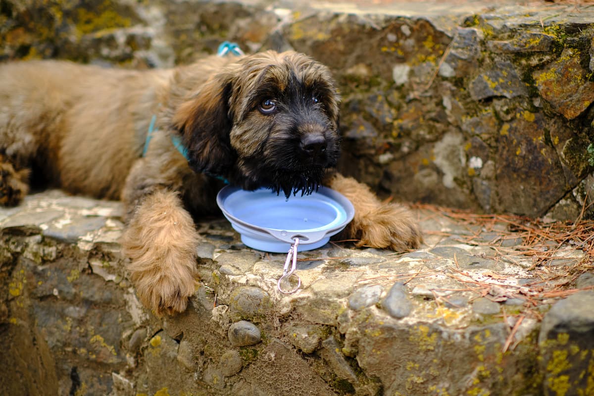 Catalan Sheepdog
