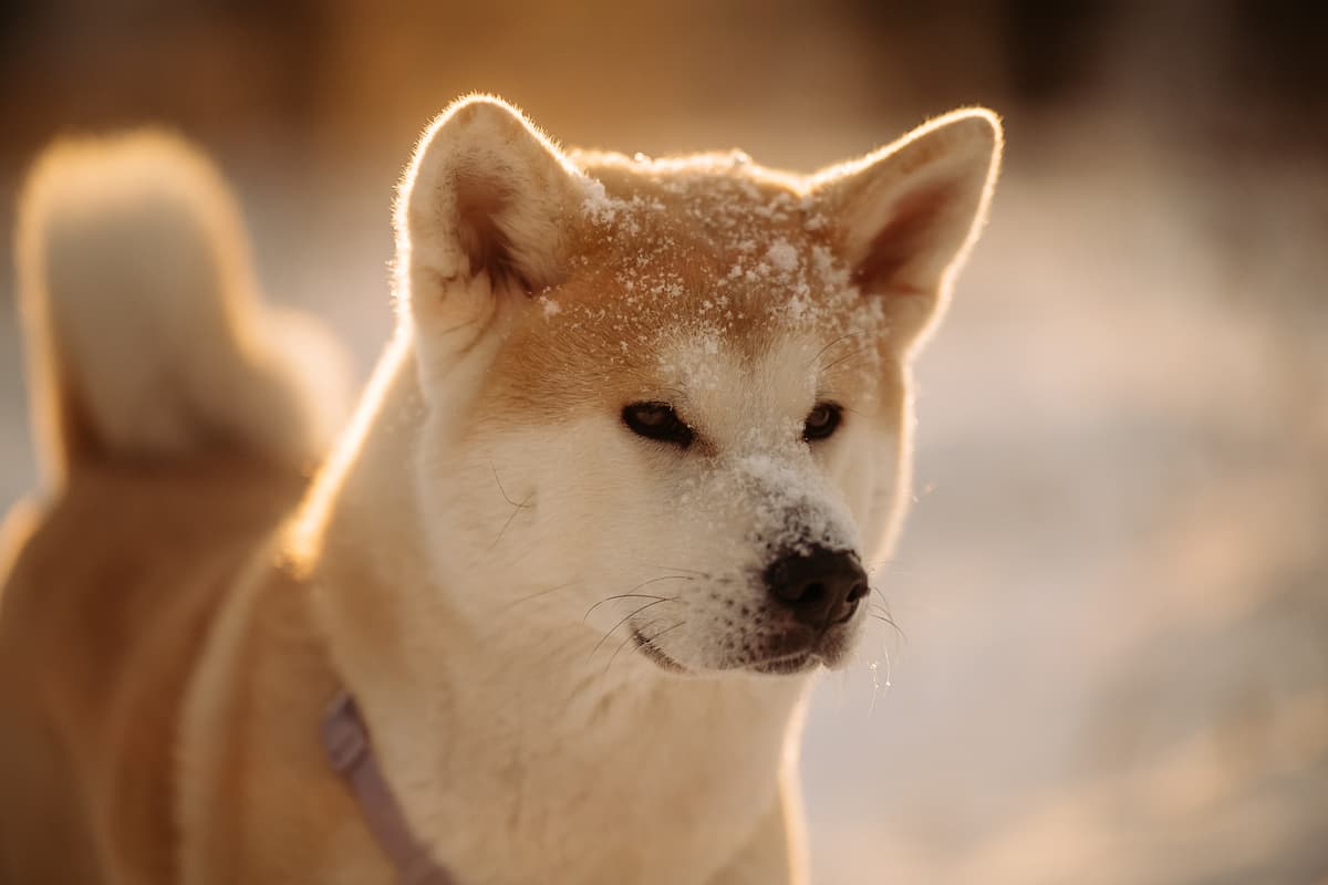 Great Japanese Dog