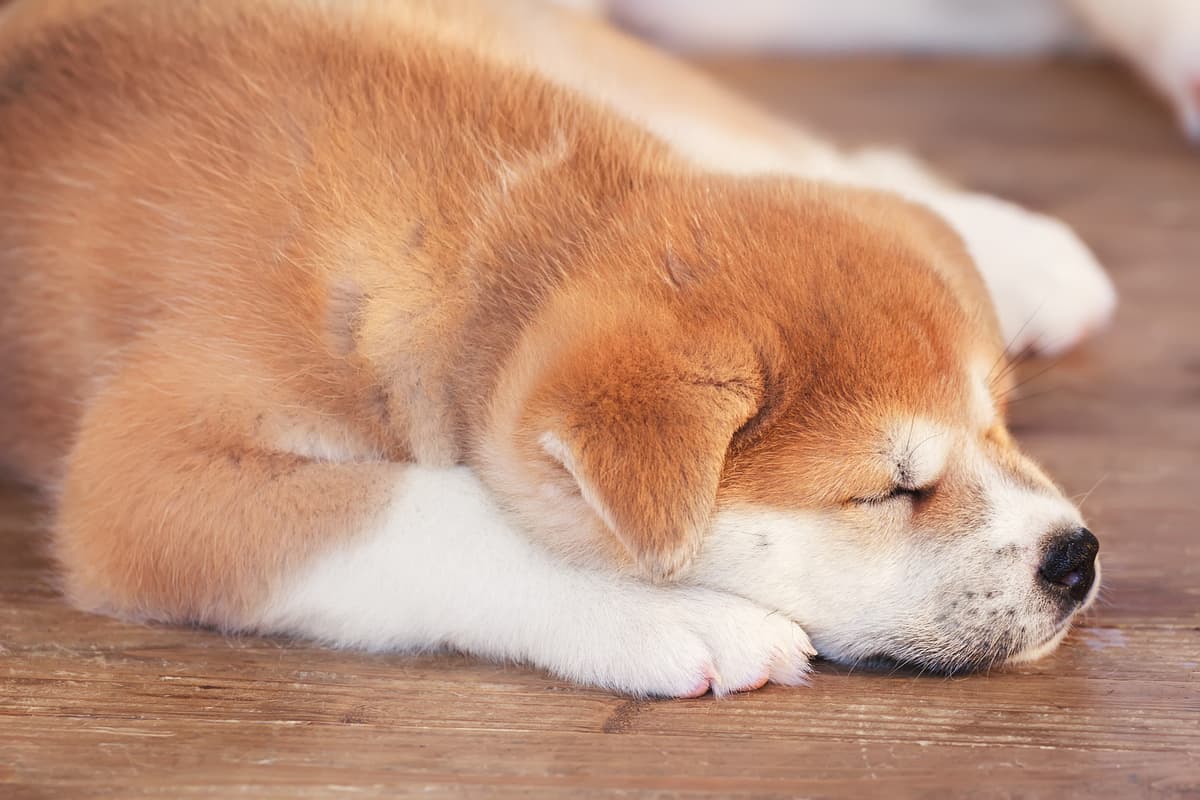 Great Japanese Dog playing