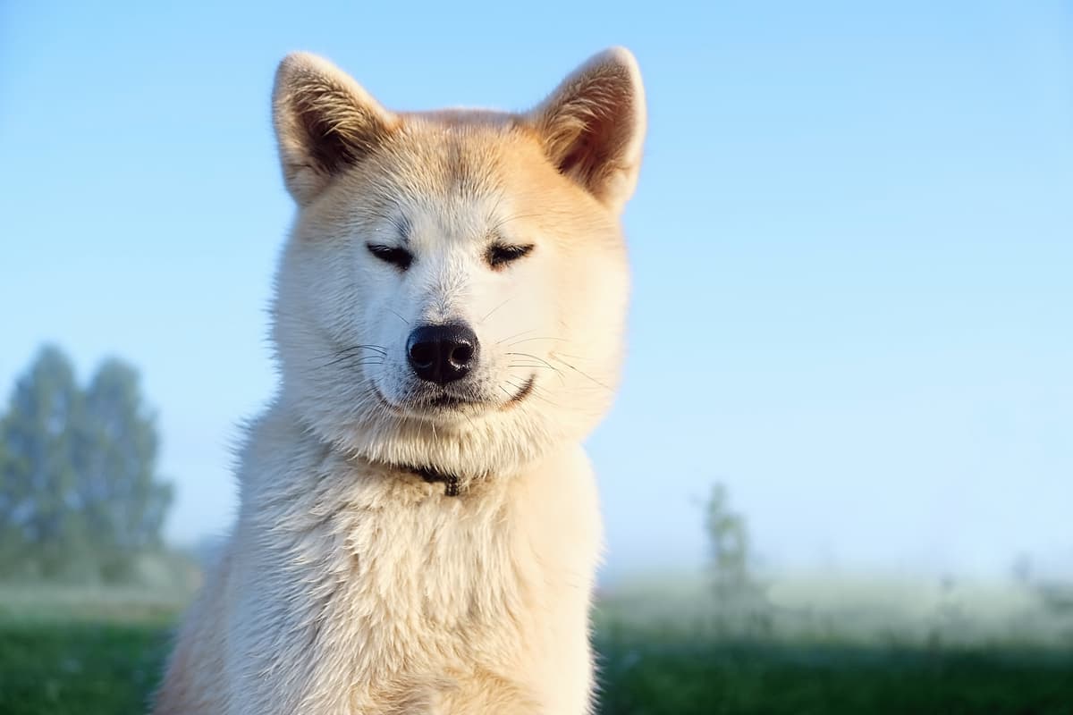 Great Japanese Dog with family