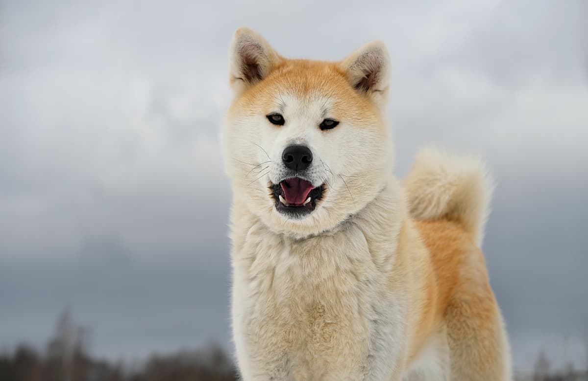 Great Japanese Dog
