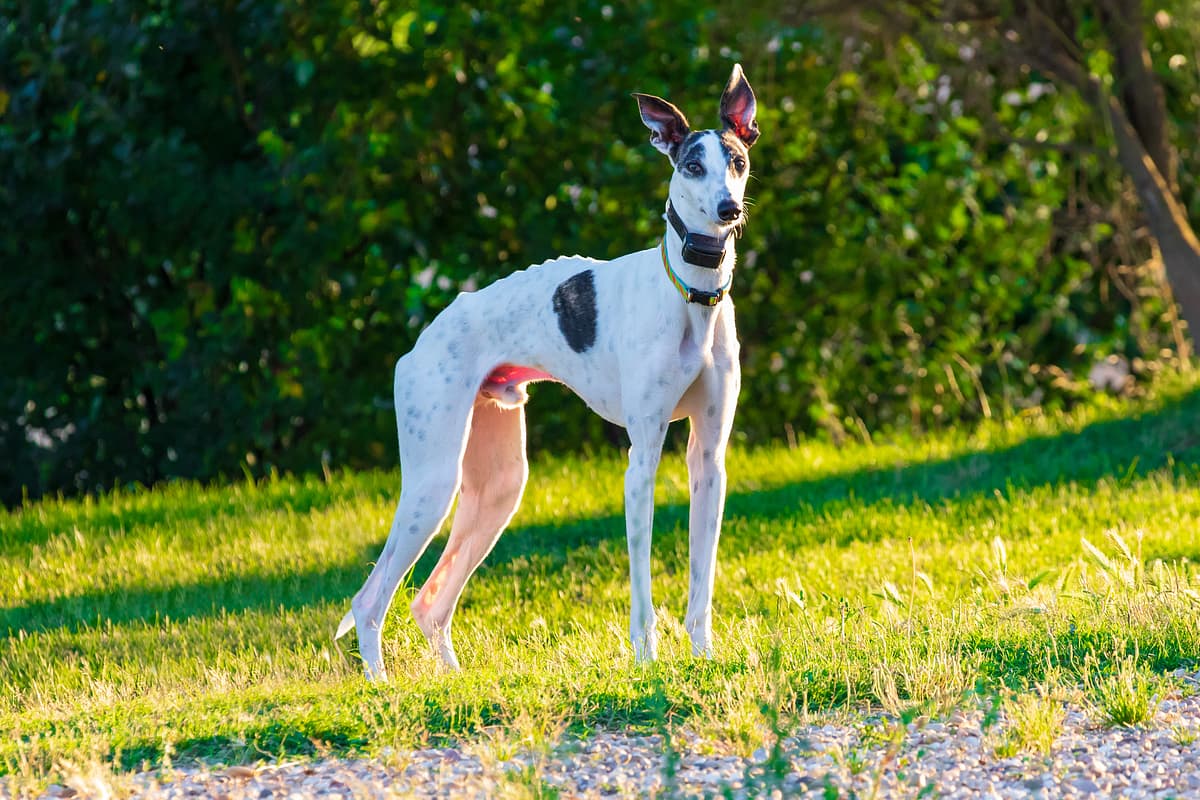 Greyhound