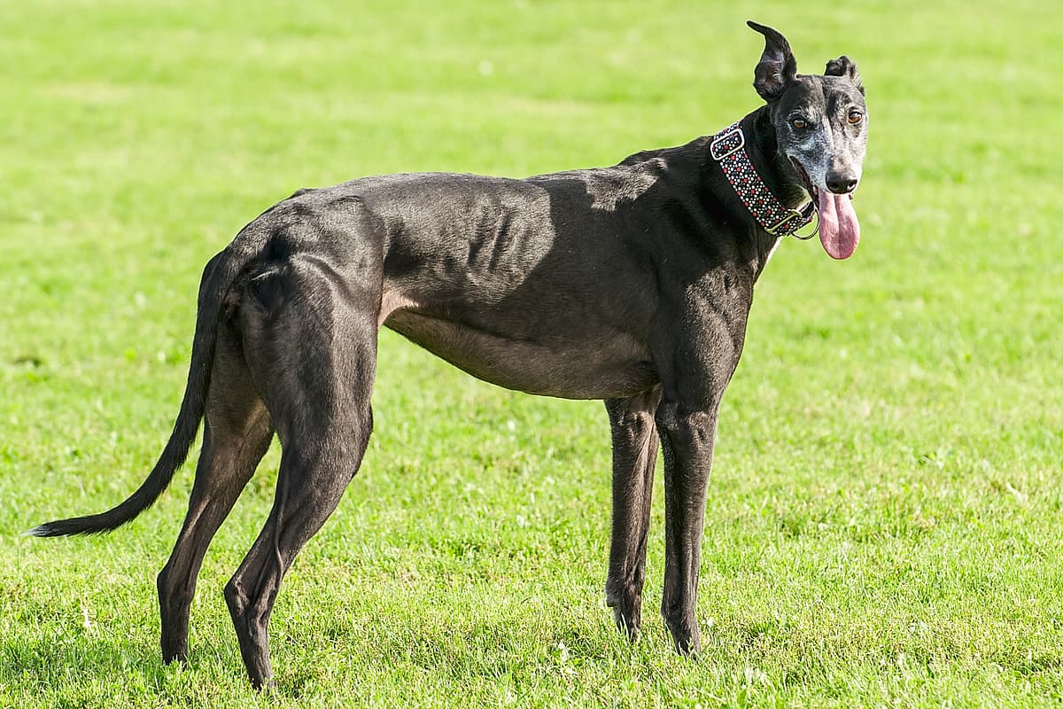 Greyhound with family