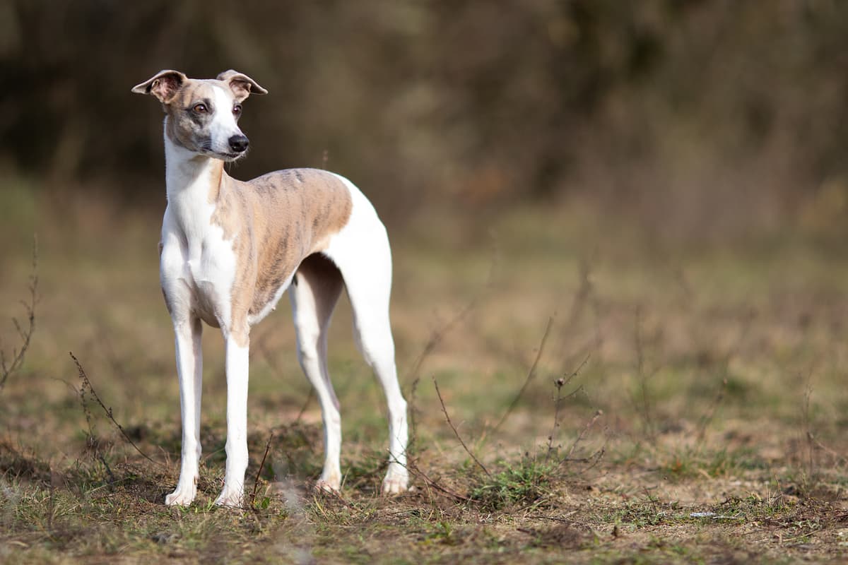 Greyhound