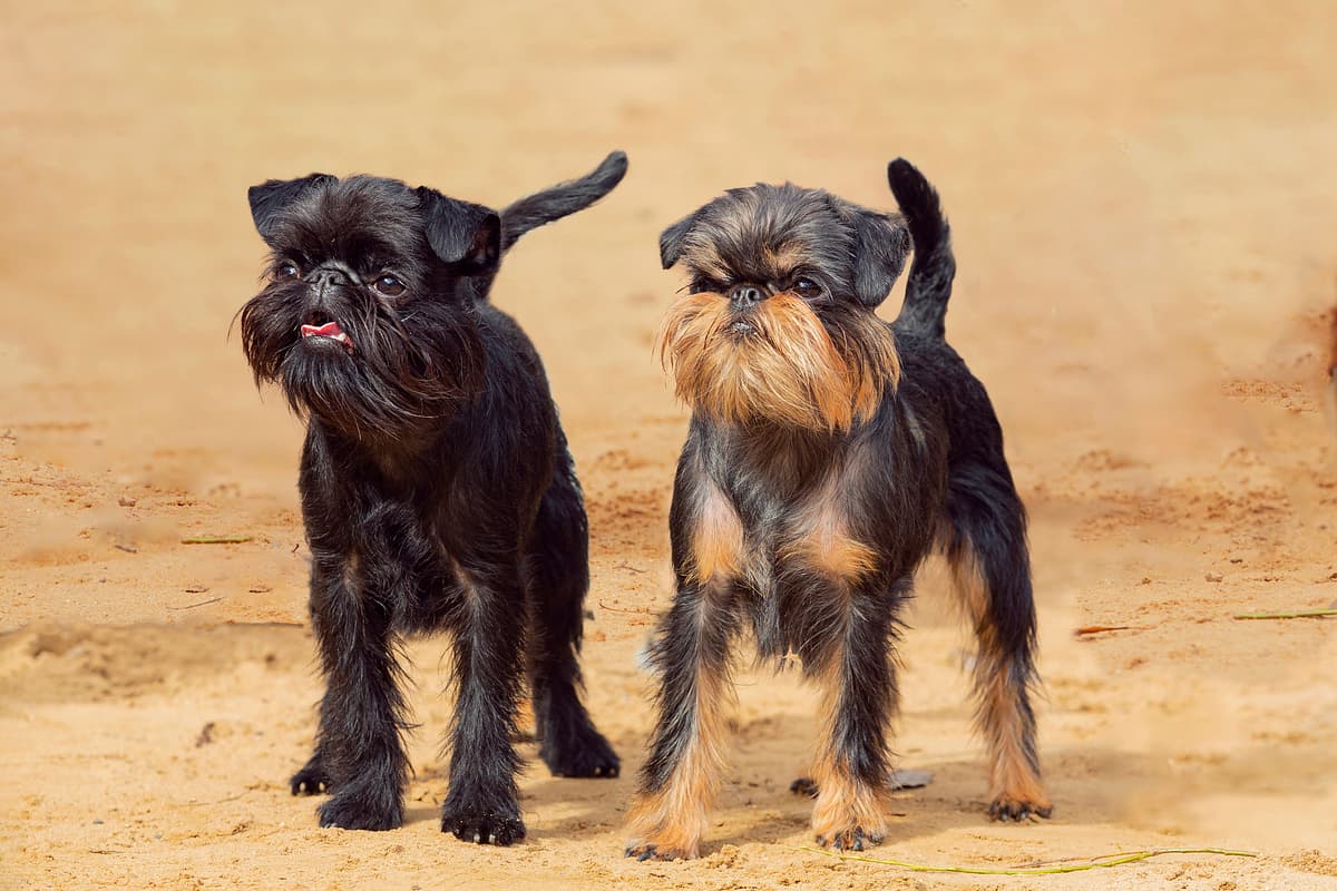Belgian Griffon