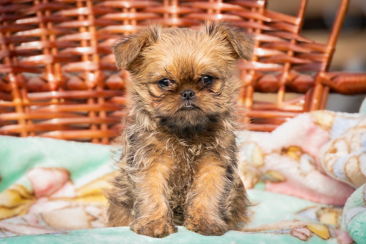 Belgian Griffon playing