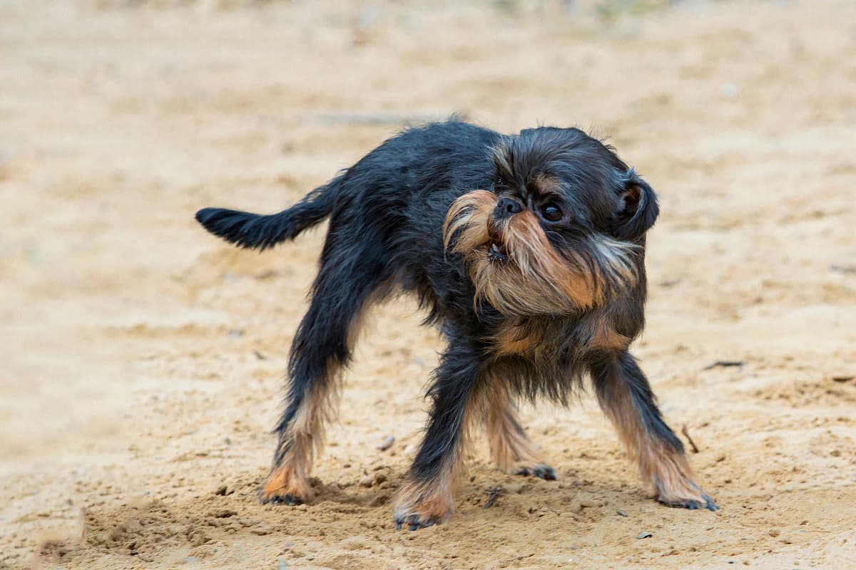 Belgian Griffon