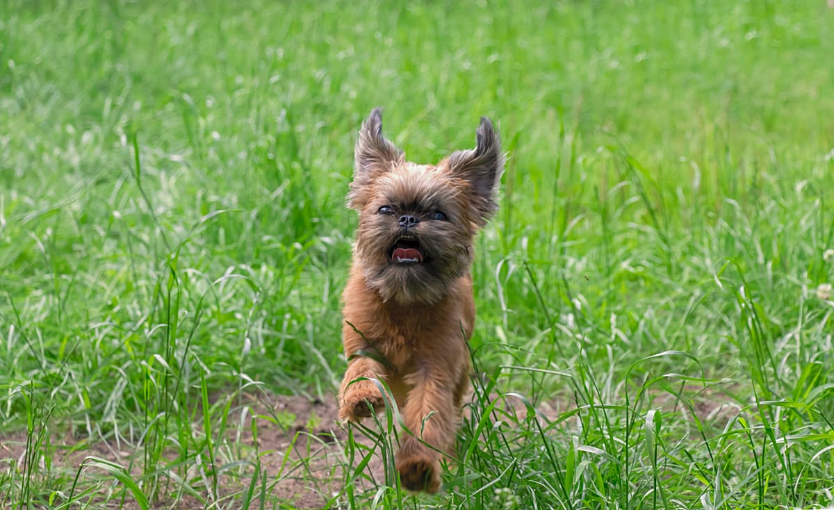 Brussels Griffon playing