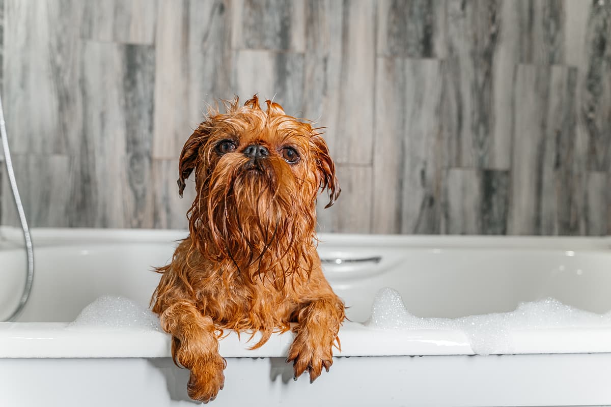 Brussels Griffon with family