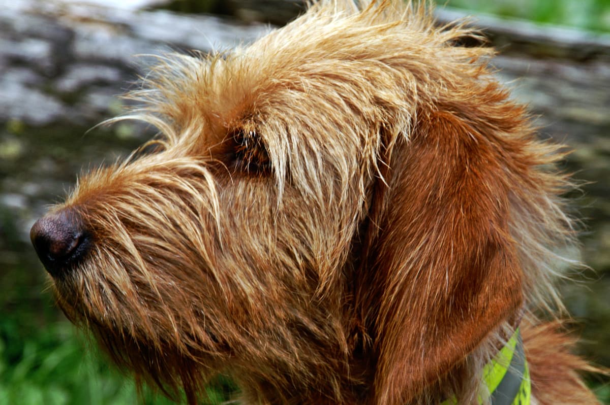 Griffon Fauve de Bretagne playing