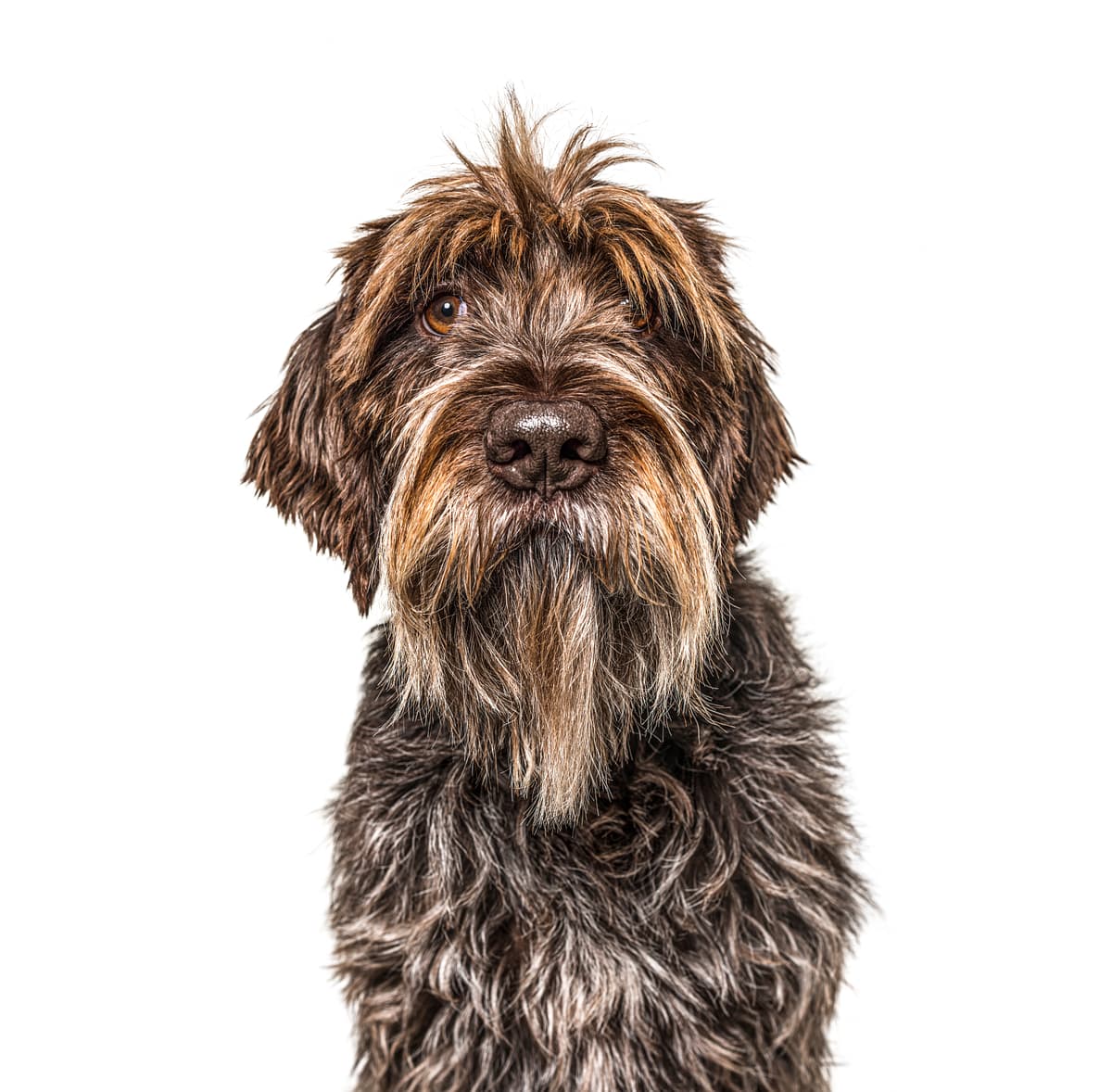 Griffon Fauve de Bretagne