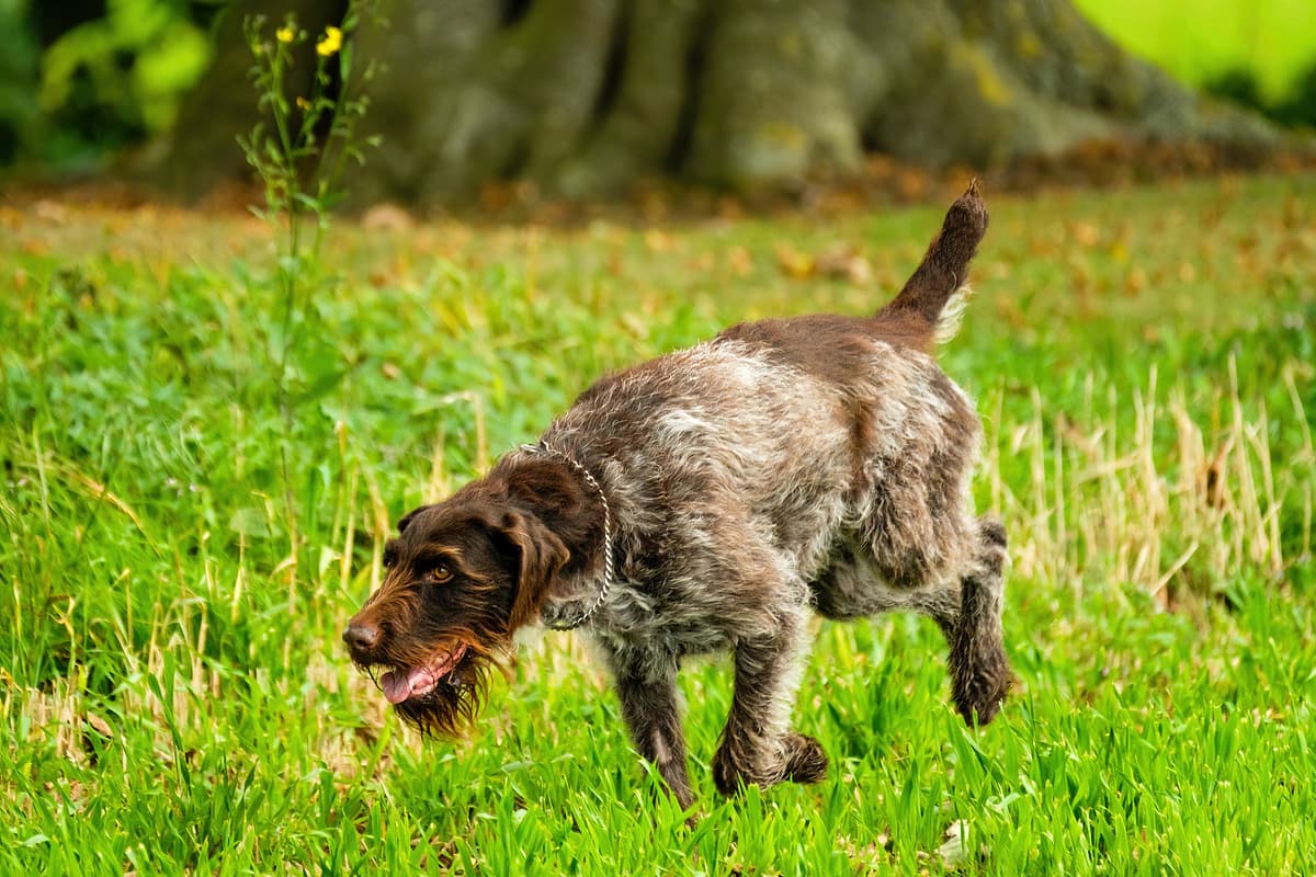 Wirehaired Pointing Griffon playing