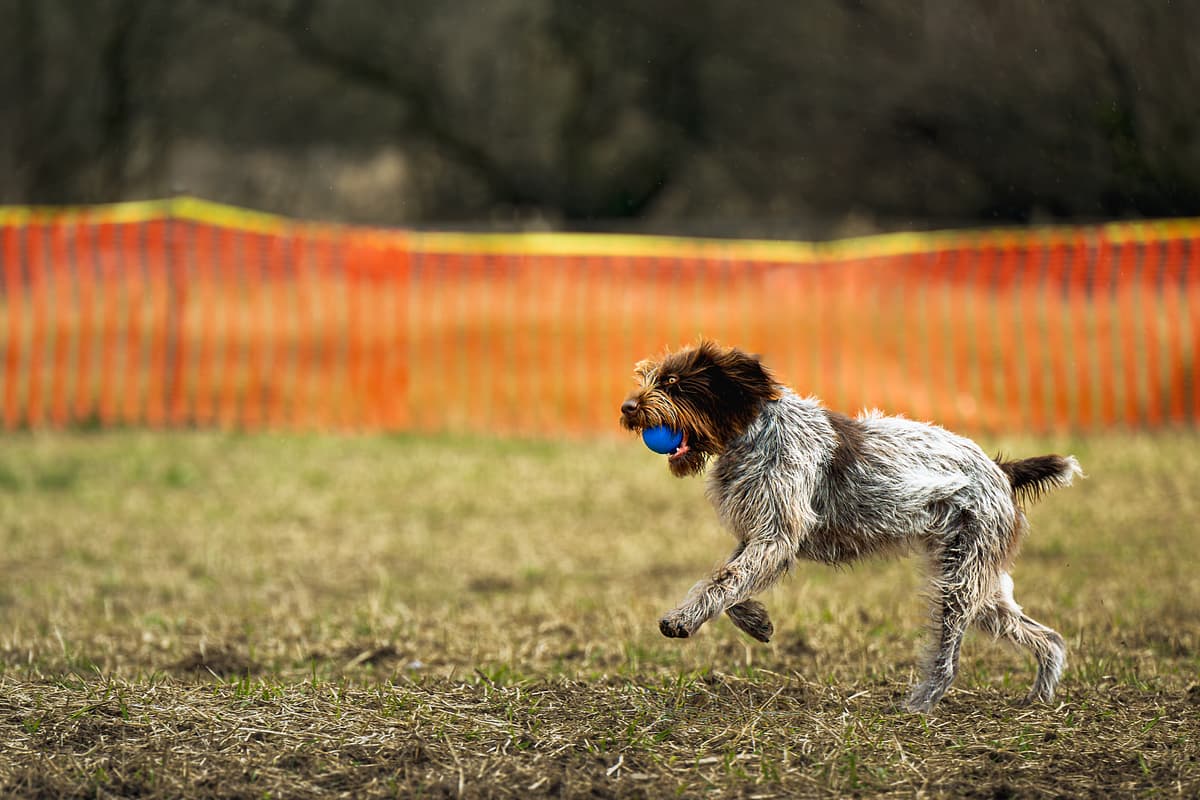 Wirehaired Pointing Griffon with family
