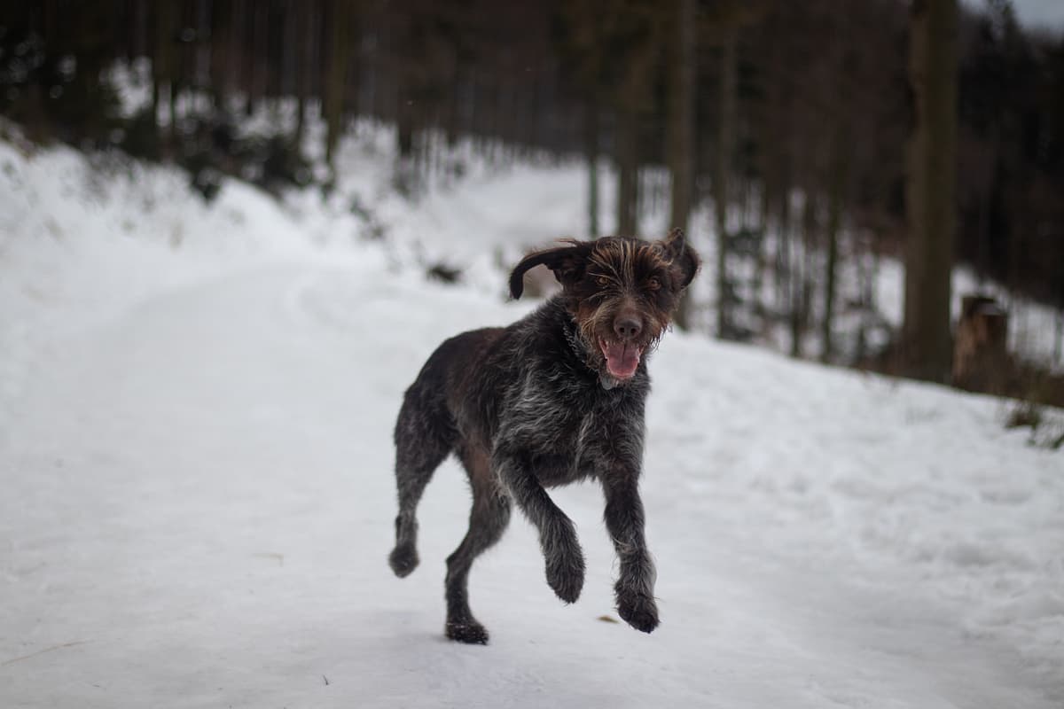 Wirehaired Pointing Griffon